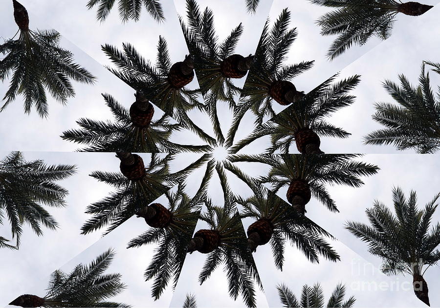 Cordoba Palms, Kaleidoscope Effect 2 Photograph
