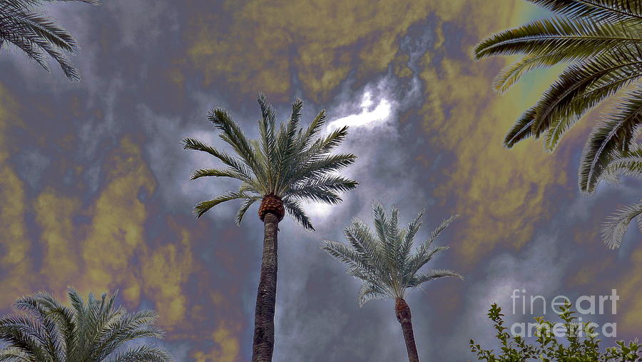 Cordoba Palms, Sky Portal Edit Photograph