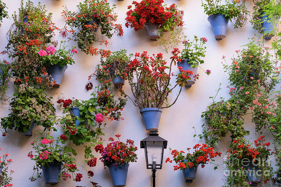 Cordoba Patio Wall of Flowers Photograph by Bob Phillips