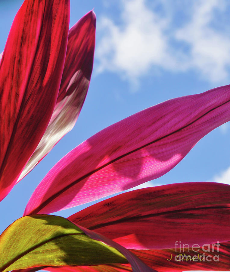 Paradise Painting - Cordyline and Blue Sky by John Clark