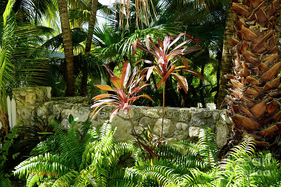 Cordyline And Wall Photograph