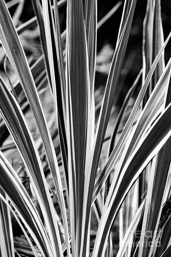 Cordyline Electric Flash Foliage Monochrome Photograph by Tim Gainey