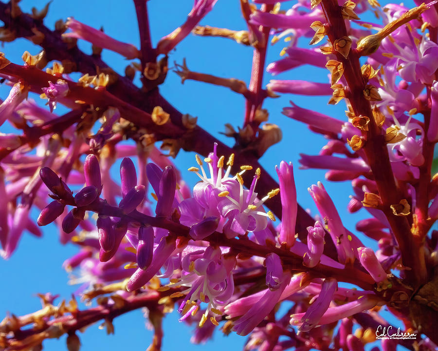 Cordyline Flowers Photograph by Edelberto Cabrera - Pixels