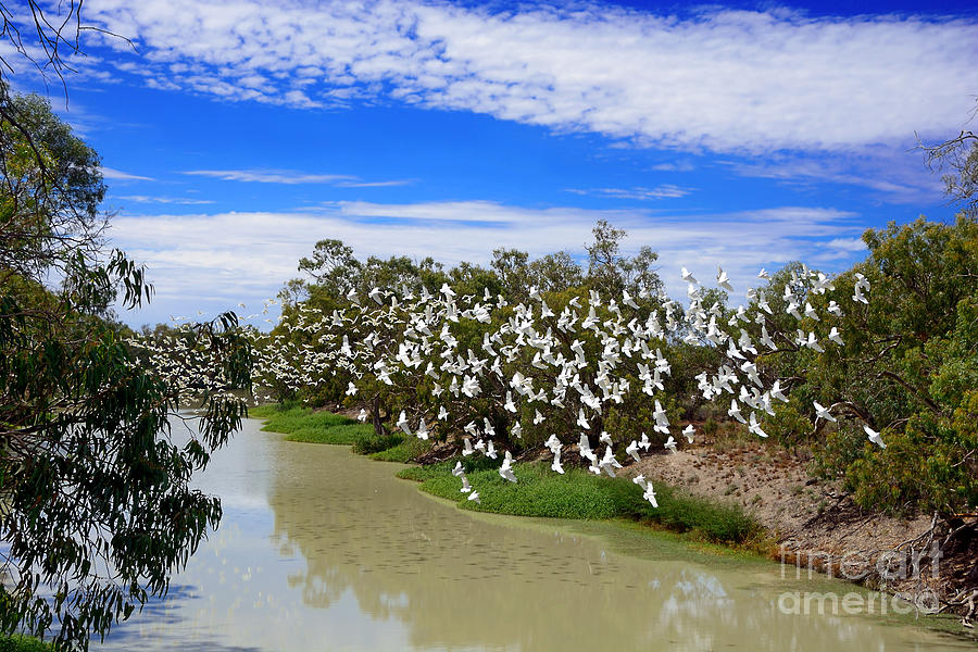 Corellas Over Darling River by Kaye Menner Photograph by Kaye Menner