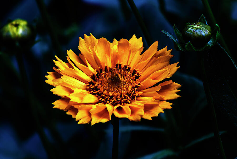 Coreopsis Photograph by Denise Harty - Fine Art America