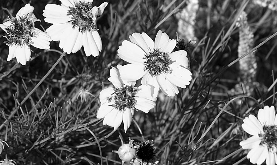 Coreopsis Flowers in Black and White  Photograph by Shelli Fitzpatrick
