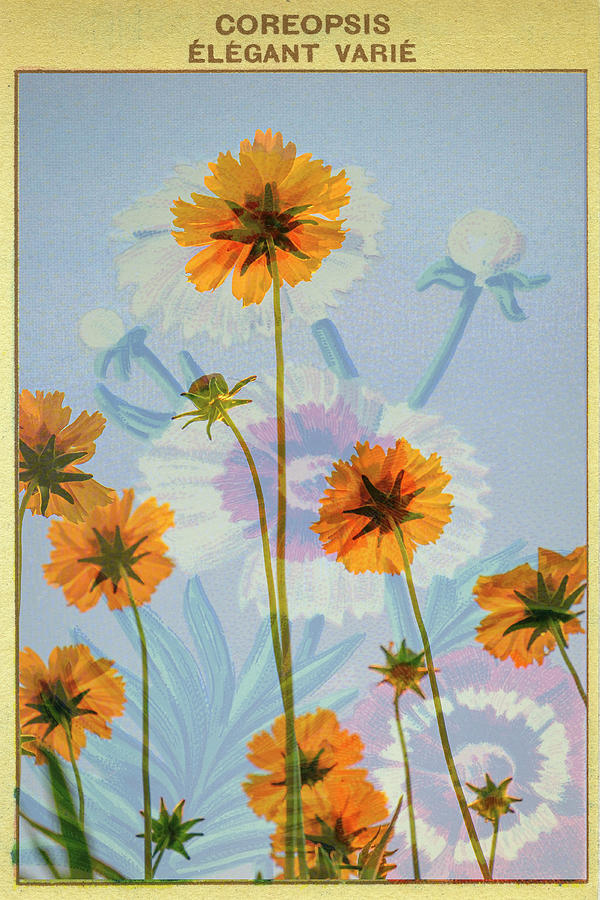 Coreopsis French Seed Packet Photograph by Mary Lee Dereske