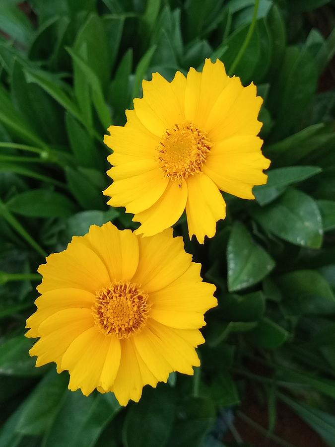Nature Photograph - Coreopsis lanceolata, flowers by Jafeth Moiane