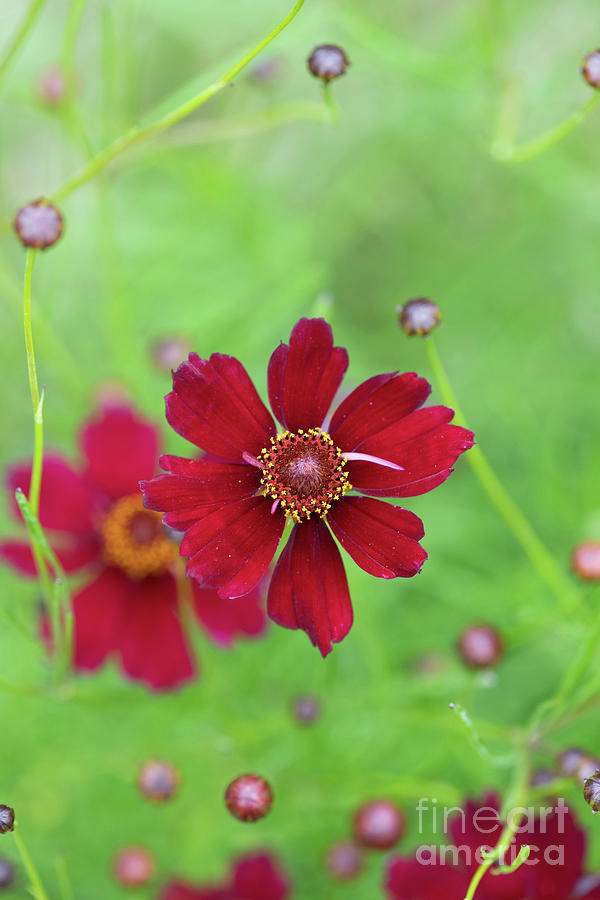Flower Photograph - Coreopsis Limerock Ruby by Tim Gainey