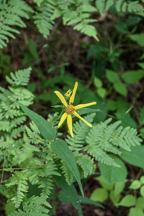 Coreopsis major Photograph by Thierry Lach Coreopsis major Photograph by Thierry Lach