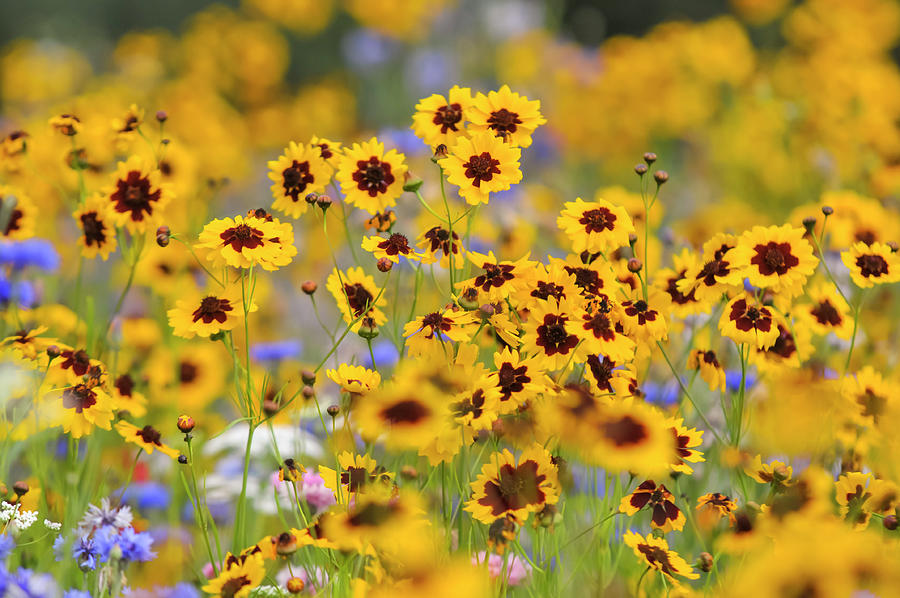 Coreopsis Tinctoria Flowers in Pictorial Meadows Photograph by Jenny Rainbow