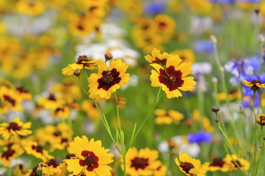 Coreopsis Tinctoria in Pictorial Meadows Photograph by Jenny Rainbow