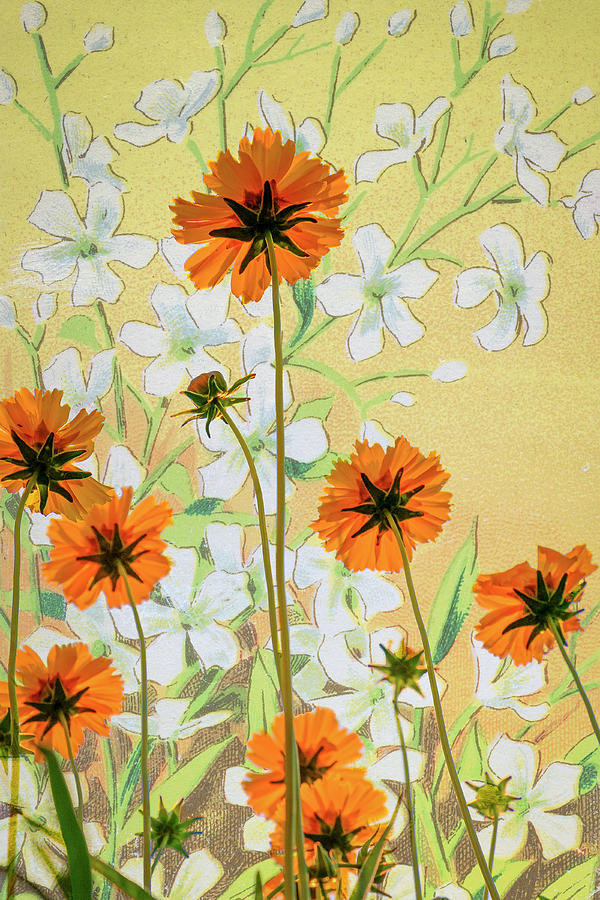 Coreopsis with French Gypsophile Blanc Photograph by Mary Lee Dereske