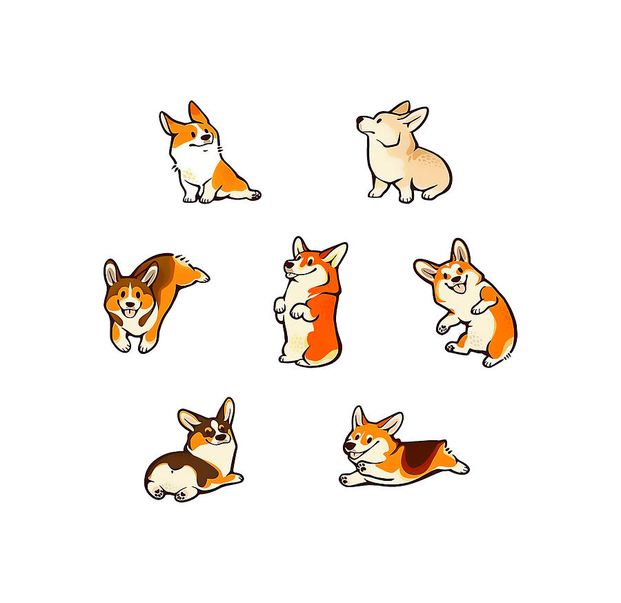 chadwick corgi