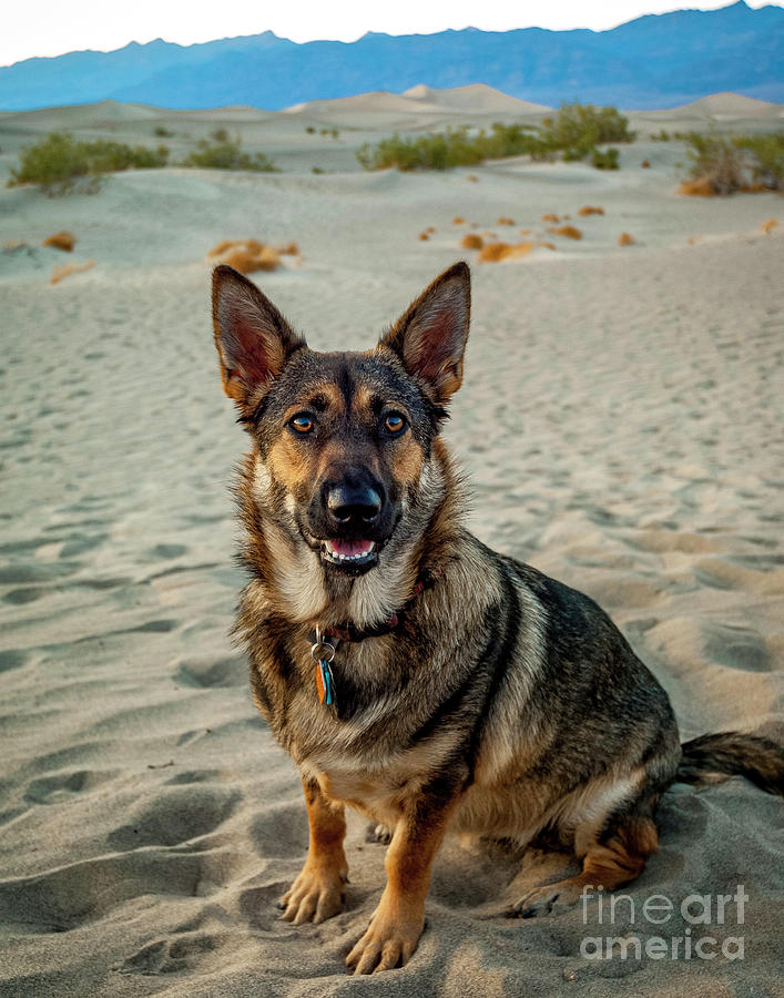 Dog Photograph - Corgi mix on vacation by Micah May