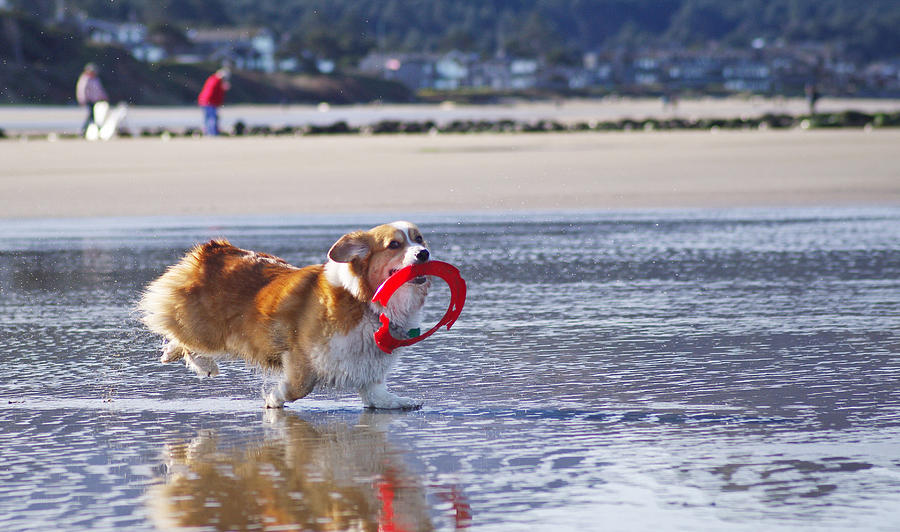 Corgi playing fetch on the beach Photograph by Sherri Damlo, Damlo Shots, Damlo Does, LLC