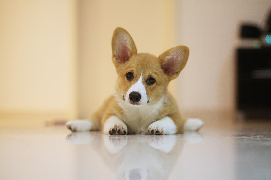 Corgi puppy with a curious expression Photograph by Photo by Marcelo Maia