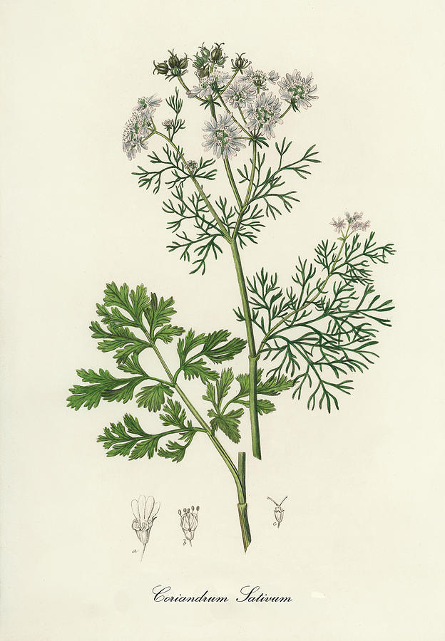 Nature Digital Art - Coriandrum Sativum - Cilantro -  Medical Botany - Vintage Botanical Illustration - Plants and Herbs by Studio Grafiikka