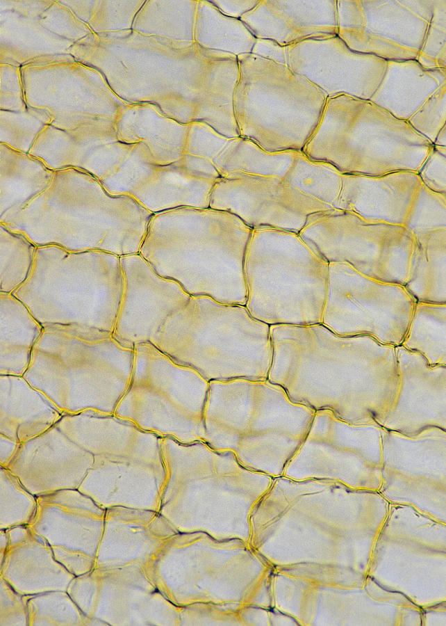 Cork cells; cell walls, 100X at 35mm. No protoplast. Thin slice through cork. Similar to what early microscopist Robert Hooke saw. Photograph by Ed Reschke