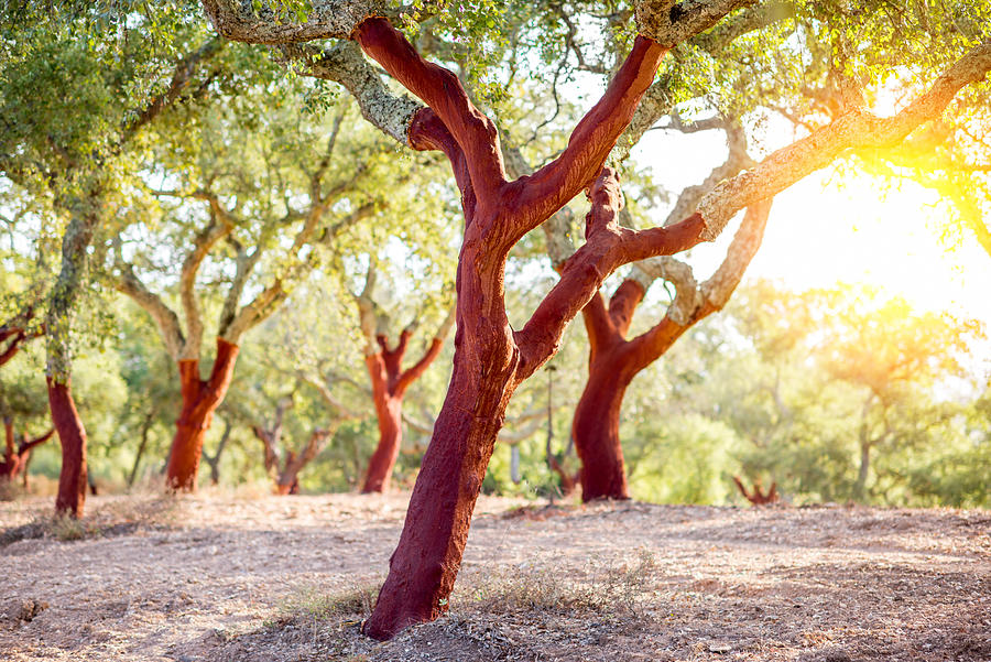 Cork oak trees in Portugal Photograph by RossHelen