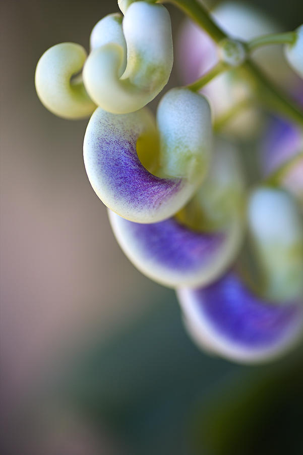 Corkscrew Flowers  Photograph by Joy Watson