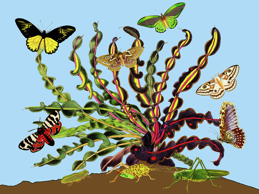 Corkscrew plant and butterflies Mixed Media by Lorena Cassady