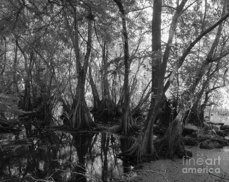 Tree Photograph - Corkscrew Swamp Bald Cypress by L Bosco