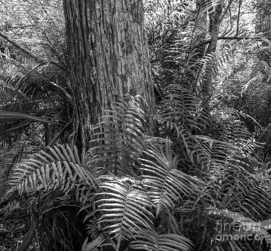 Corkscrew Swamp Ferns and Cypress Photograph by L Bosco