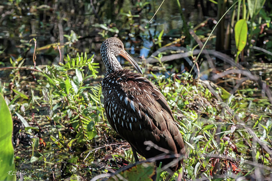 Corkscrew Swamp Sanctuary - Limpkin Wading in the Swamp  Photograph by Ronald Reid