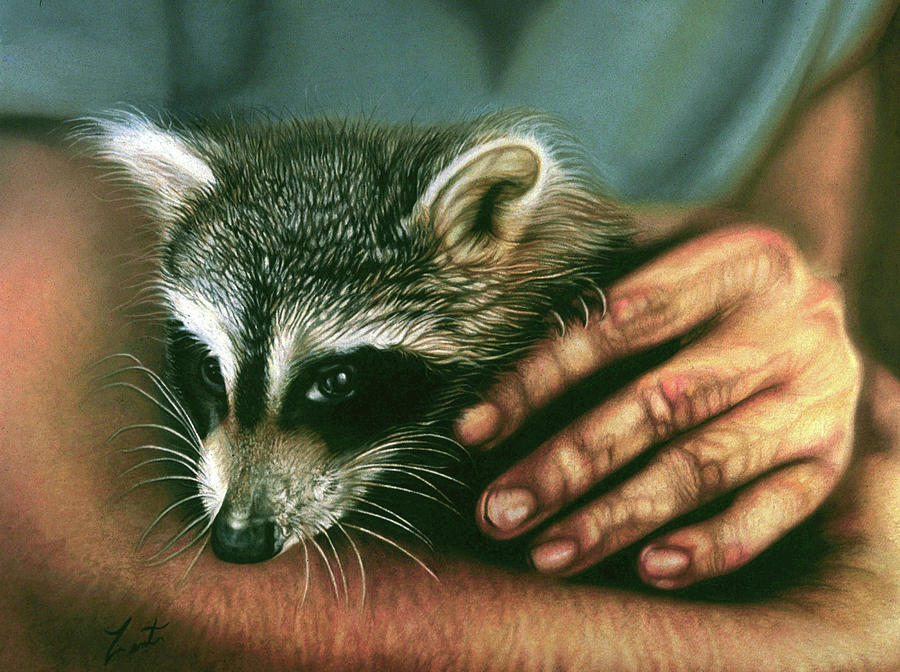 Corky The Coon In Hand Pastel by June Pauline Zent
