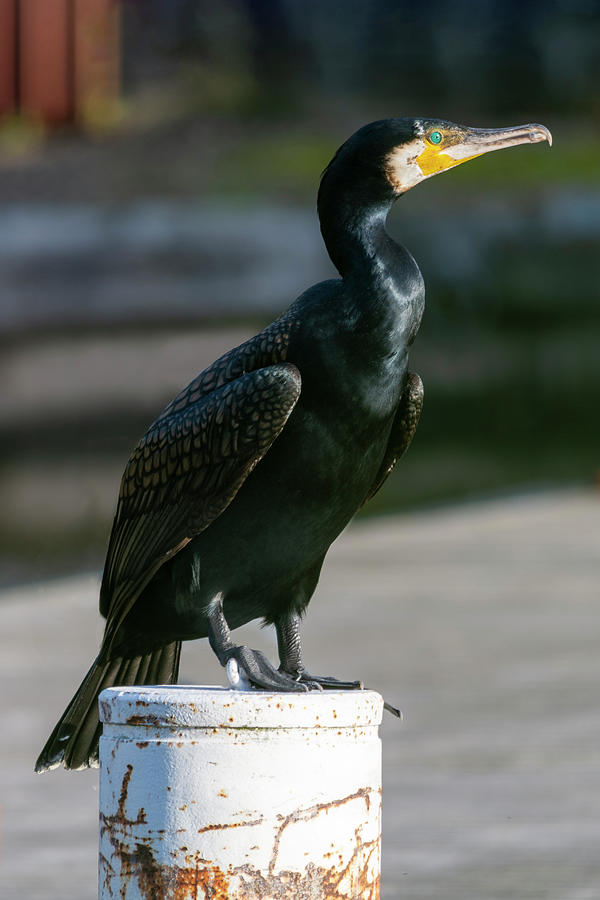 Cormorant 1 Photograph by Steev Stamford