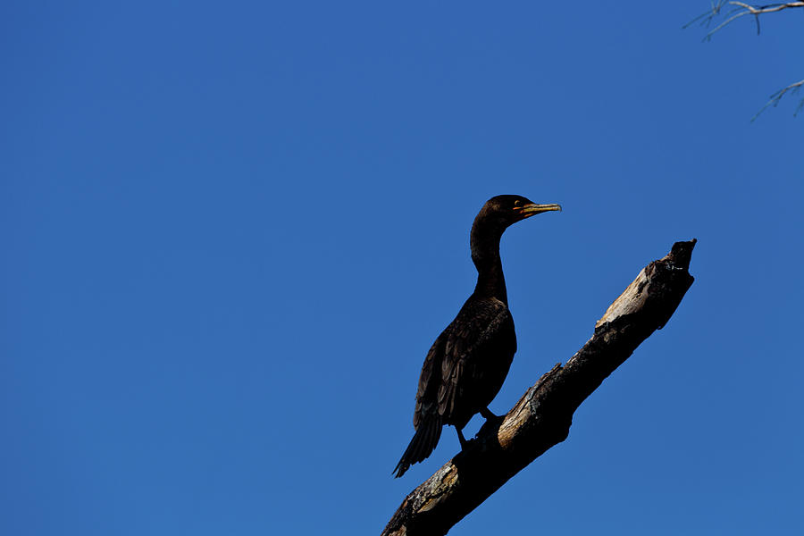 Cormorant-1 Photograph