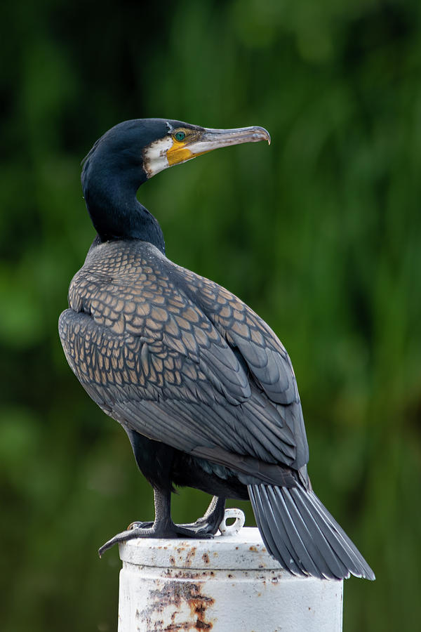 Cormorant 2 Photograph by Steev Stamford