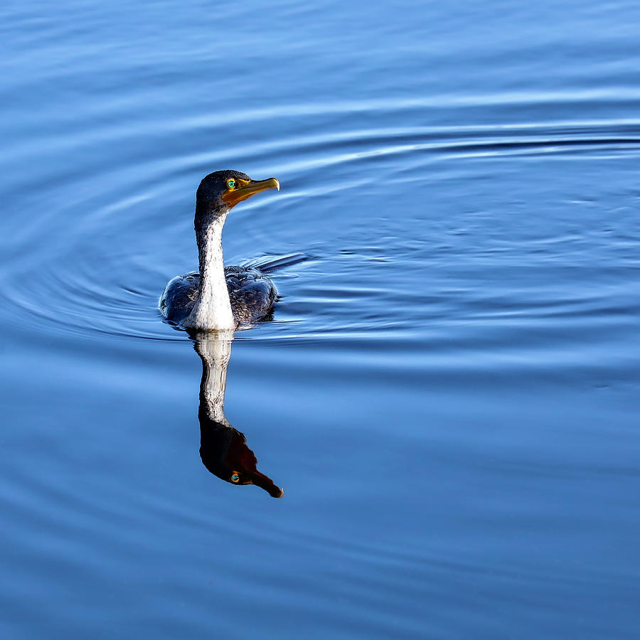 Cormorant 2A Photograph by Sally Fuller Cormorant 2A Photograph by Sally Fuller