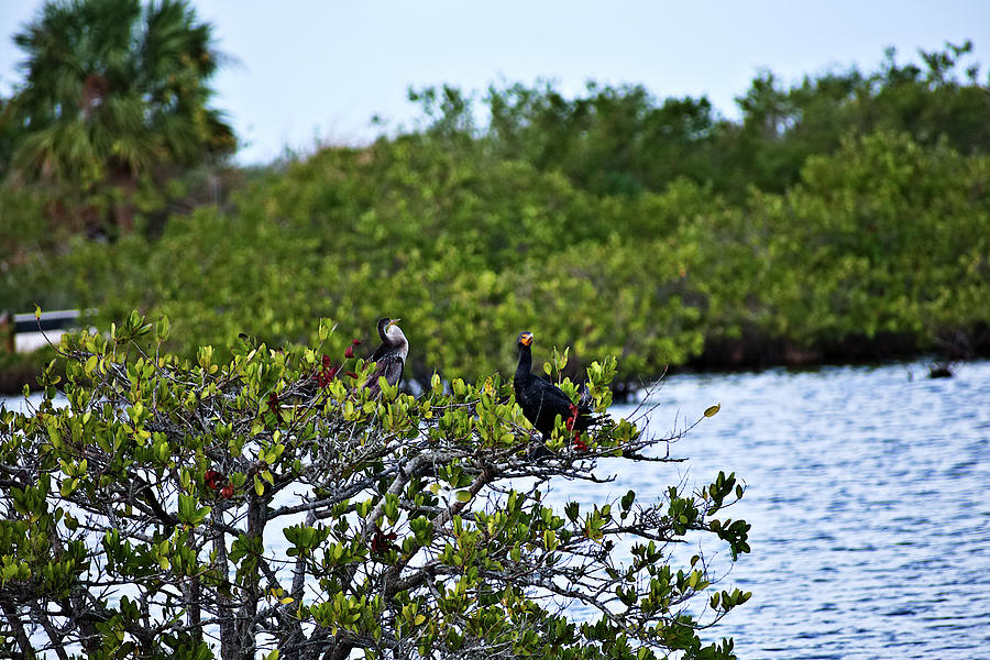 Cormorant and Anhinga Perched in a Bush Photograph by Heron And Fox