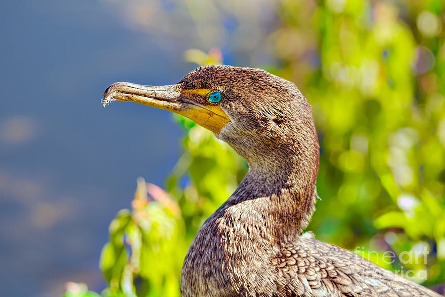 Cormorant at Anhinga Trail Photograph by Judy Kay Fine Art America