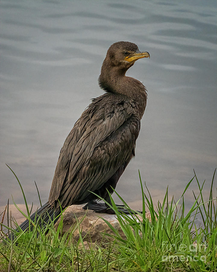 Cormorant at Attention Photograph by Priscilla Burgers