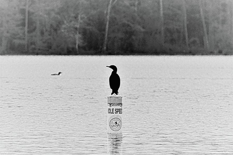 Cormorant At Idle Speed  Photograph by Lisa Wooten