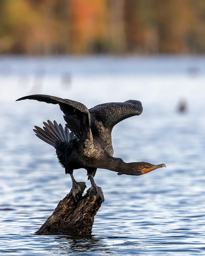 Cormorant Balance Photograph by Alan Raasch