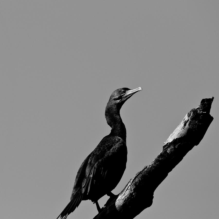 Cormorant Bw Photograph