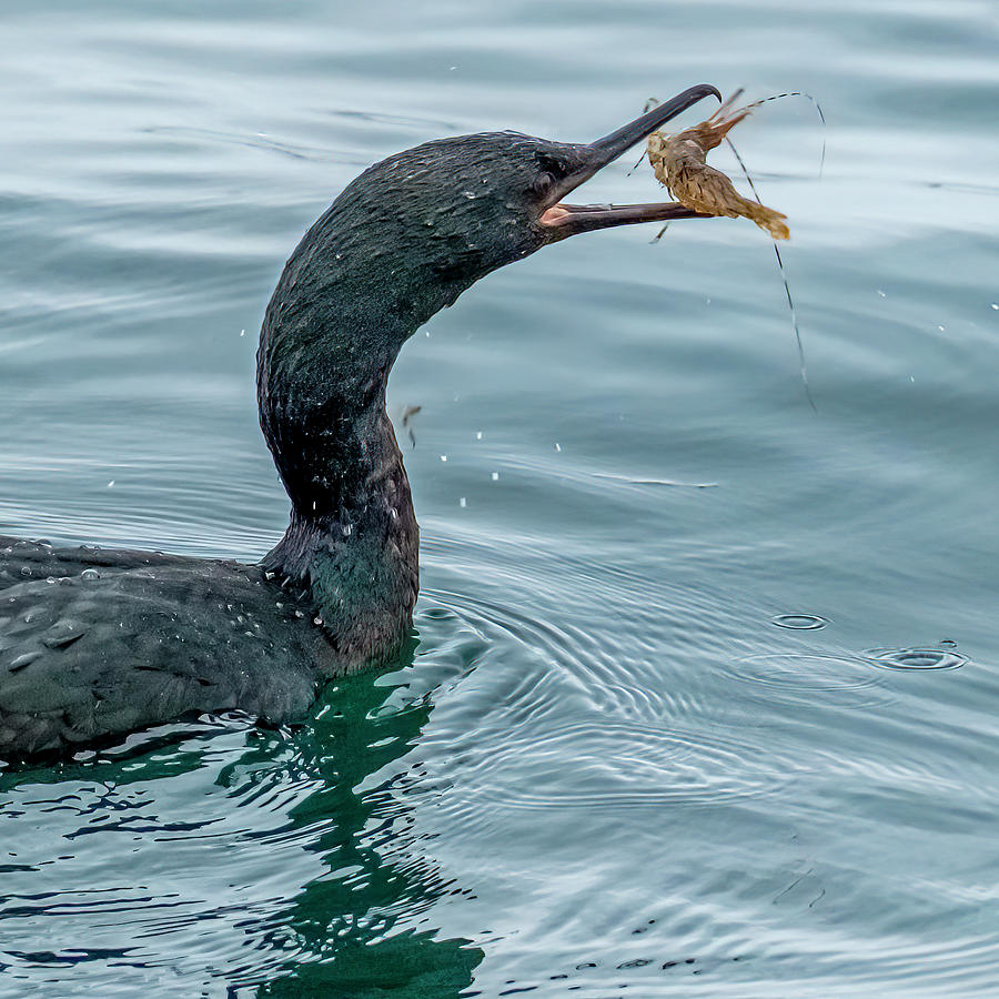 Cormorant Catch Photograph by Bill Ray