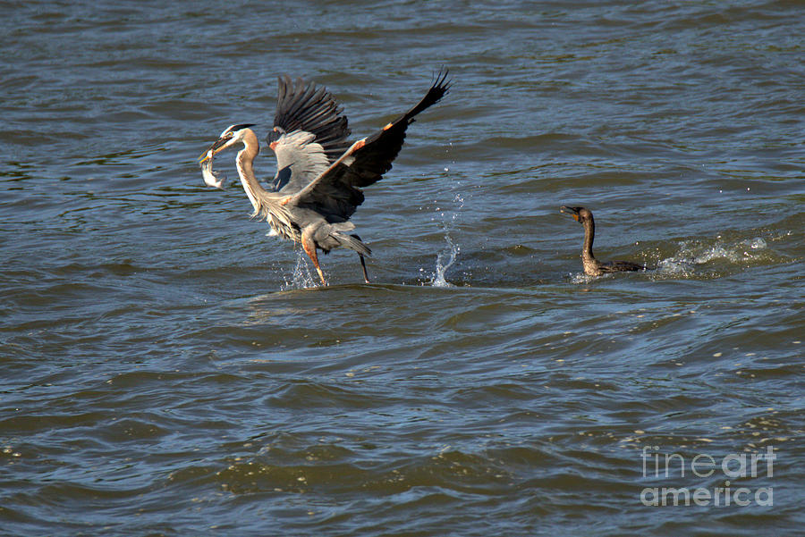 Cormorant Chasing A Heron With A Fish Photograph by Adam Jewell