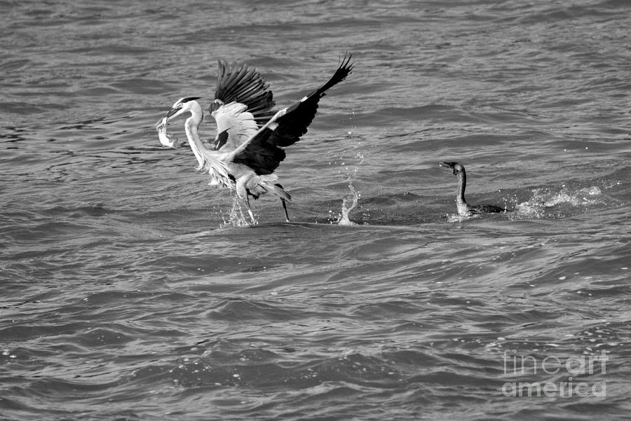 Cormorant Chasing A Heron With A Fish Black And White Photograph by Adam Jewell