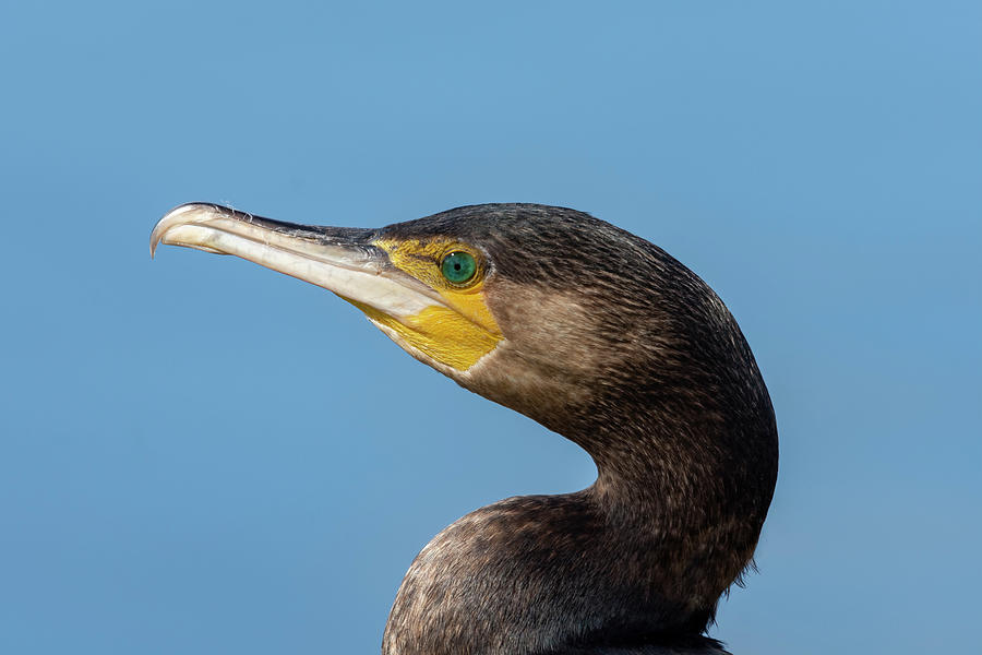 Cormorant close up Photograph by Steev Stamford - Fine Art America