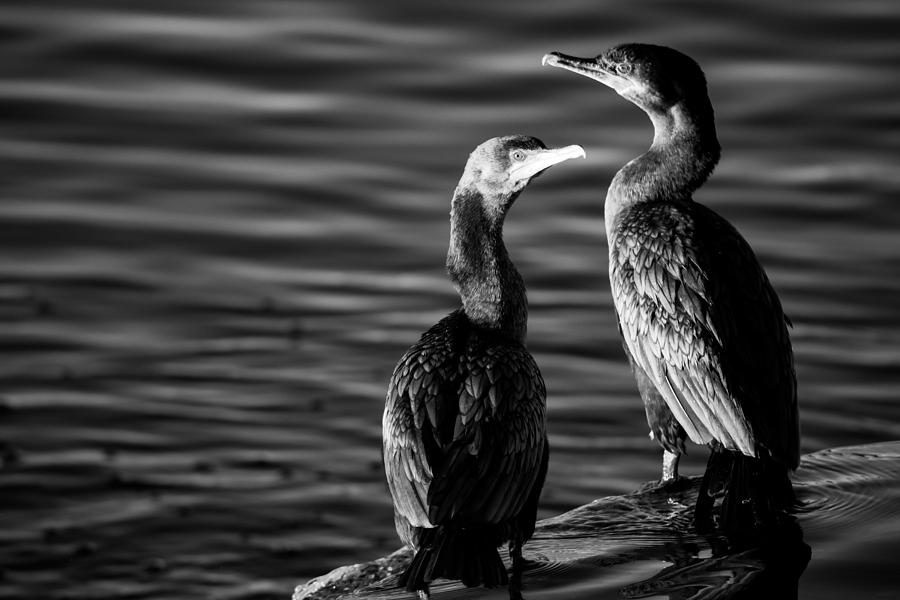 Cormorant Couple Photograph by Bonny Puckett