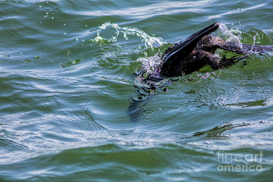 Cormorant Diving For Fish Photograph by Felix Lai