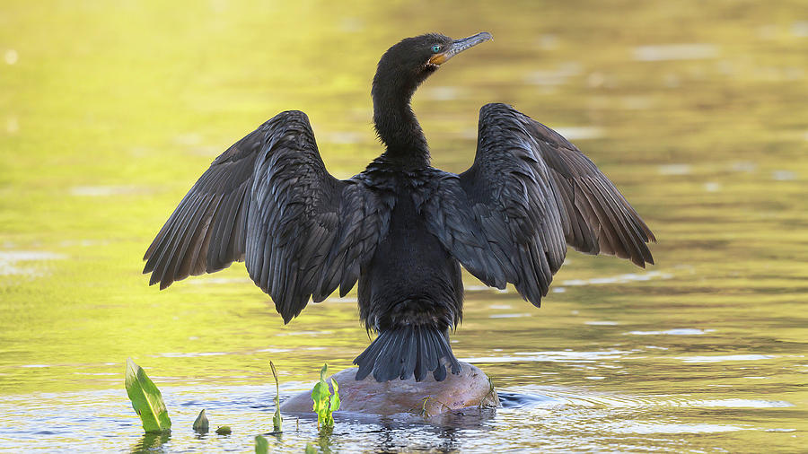 Cormorant Drying Wings. Photograph by Paul Martin