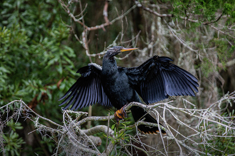 Cormorant Drys her wings Photograph by Steve Gravano