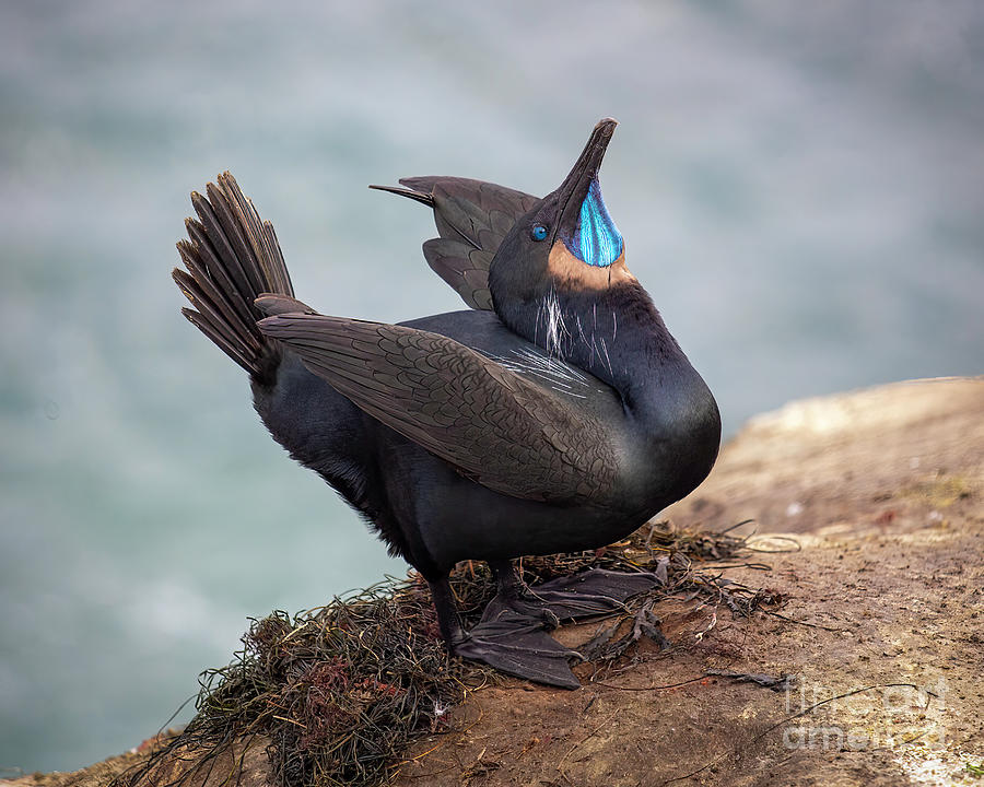 Cormorant Photograph by Dusty Wynne