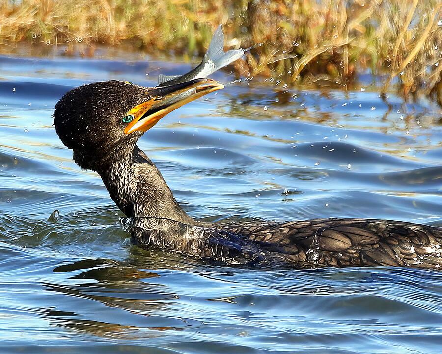 Cormorant Eating Photograph by Rob Wallace Images - Fine Art America